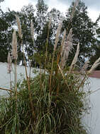 Cortaderia nitida (Kunth) Pilg.的圖片