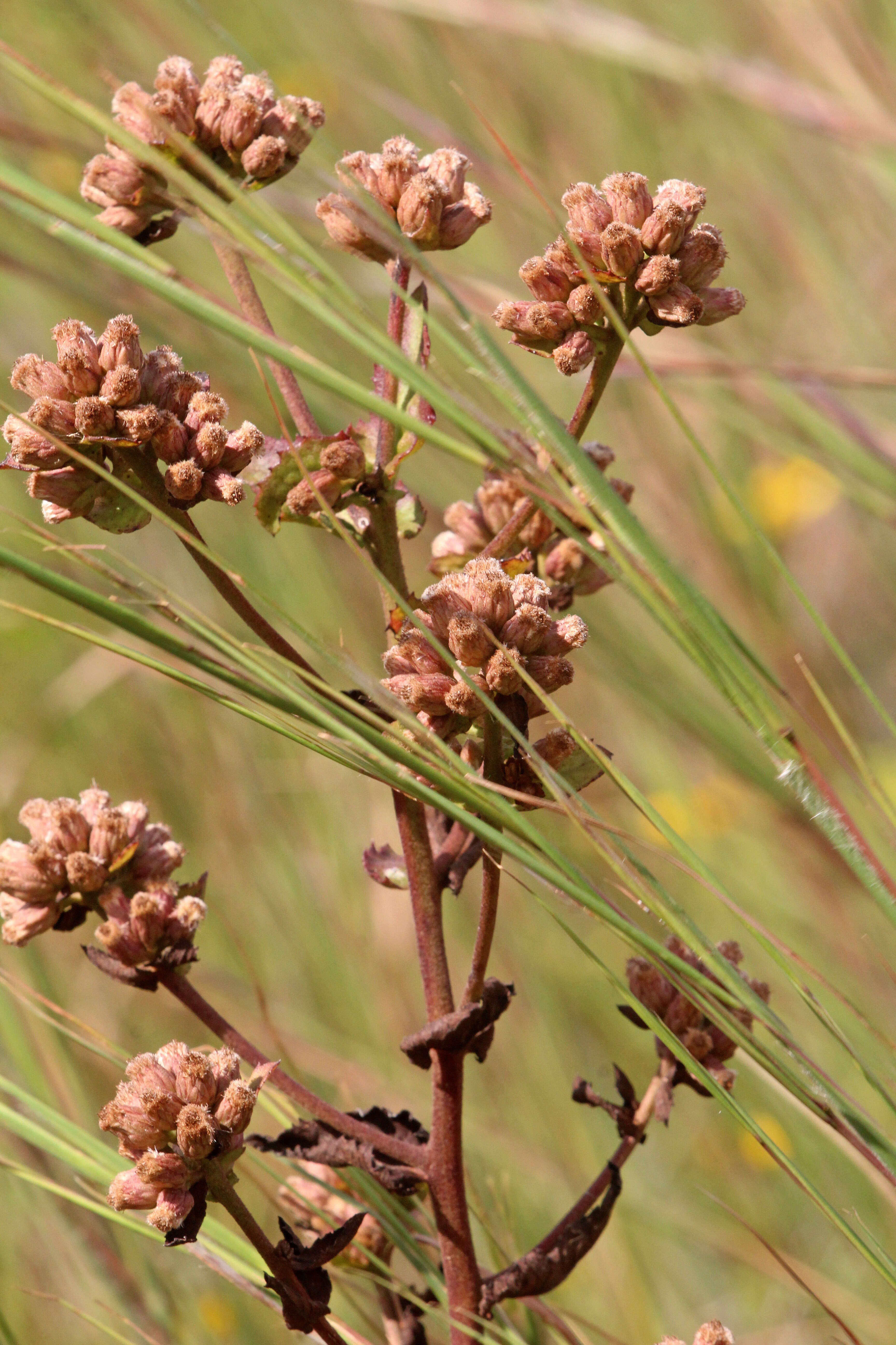 Pluchea foetida (L.) DC. resmi