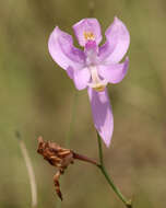 Calopogon pallidus Chapm.的圖片