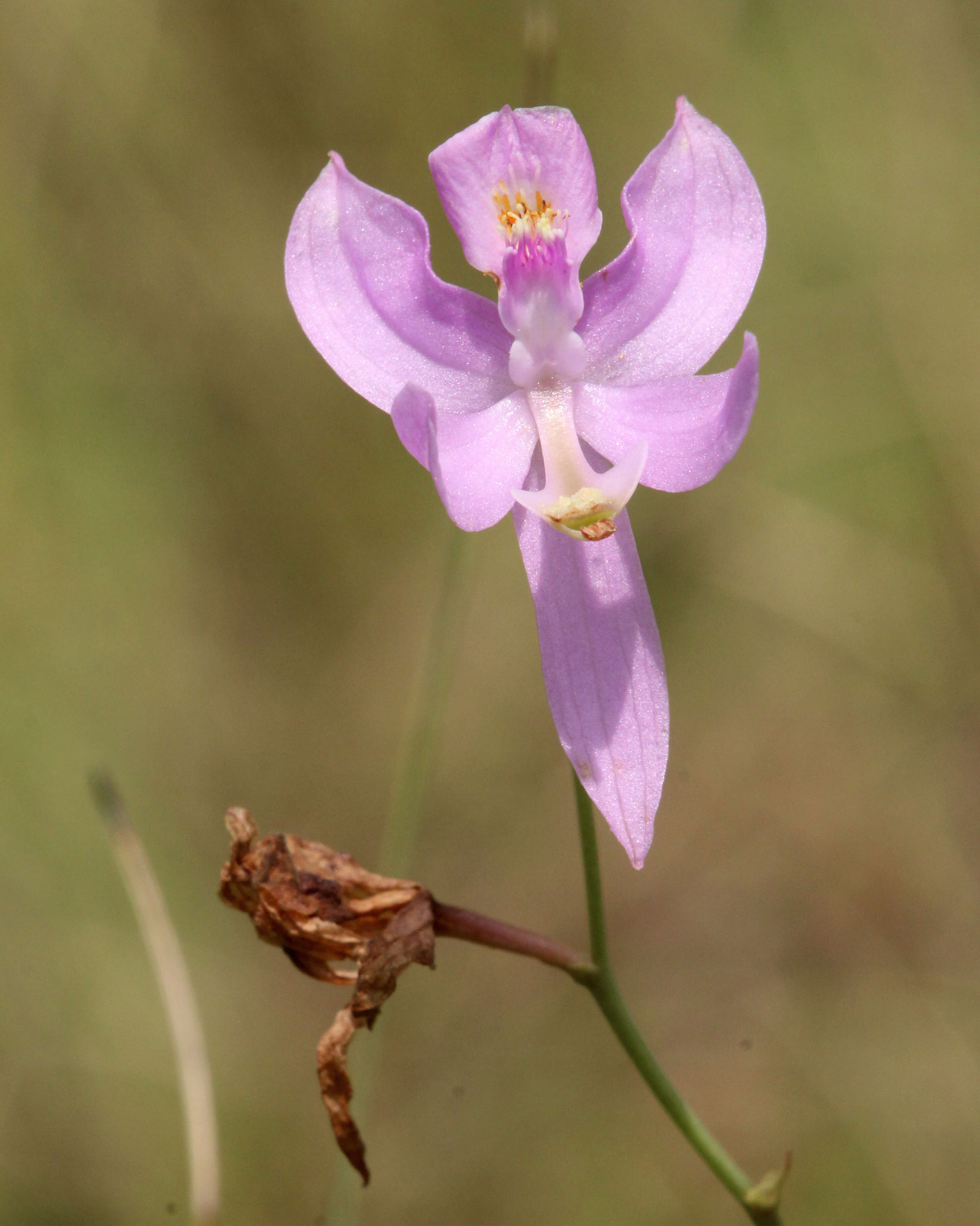 Image of Pale grass-pink