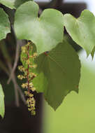 Image of graybark grape