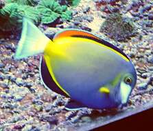 Image of Japan surgeonfish