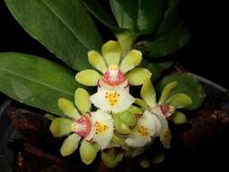 Image of Gastrochilus japonicus (Makino) Schltr.