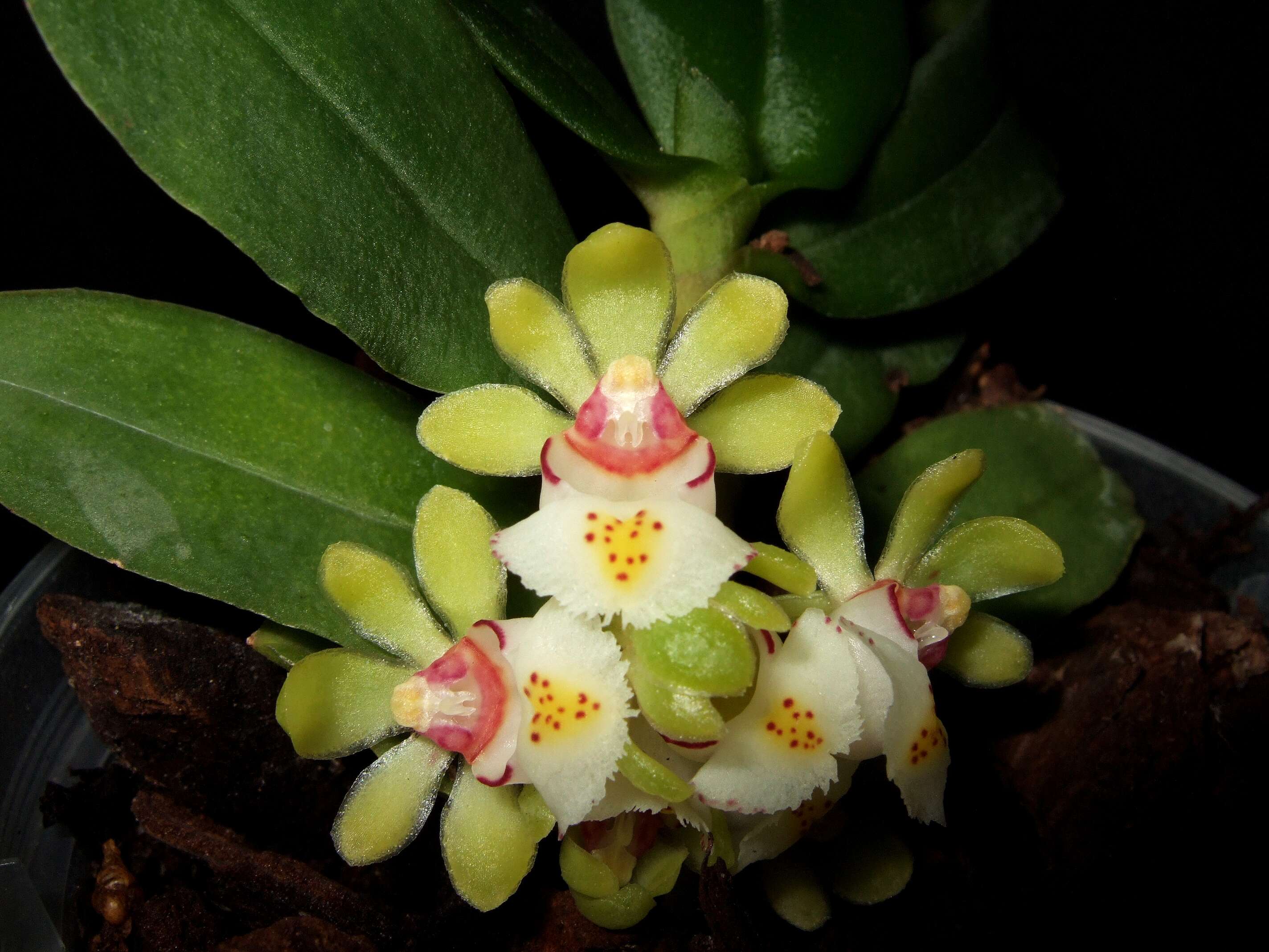 Image of Gastrochilus japonicus (Makino) Schltr.