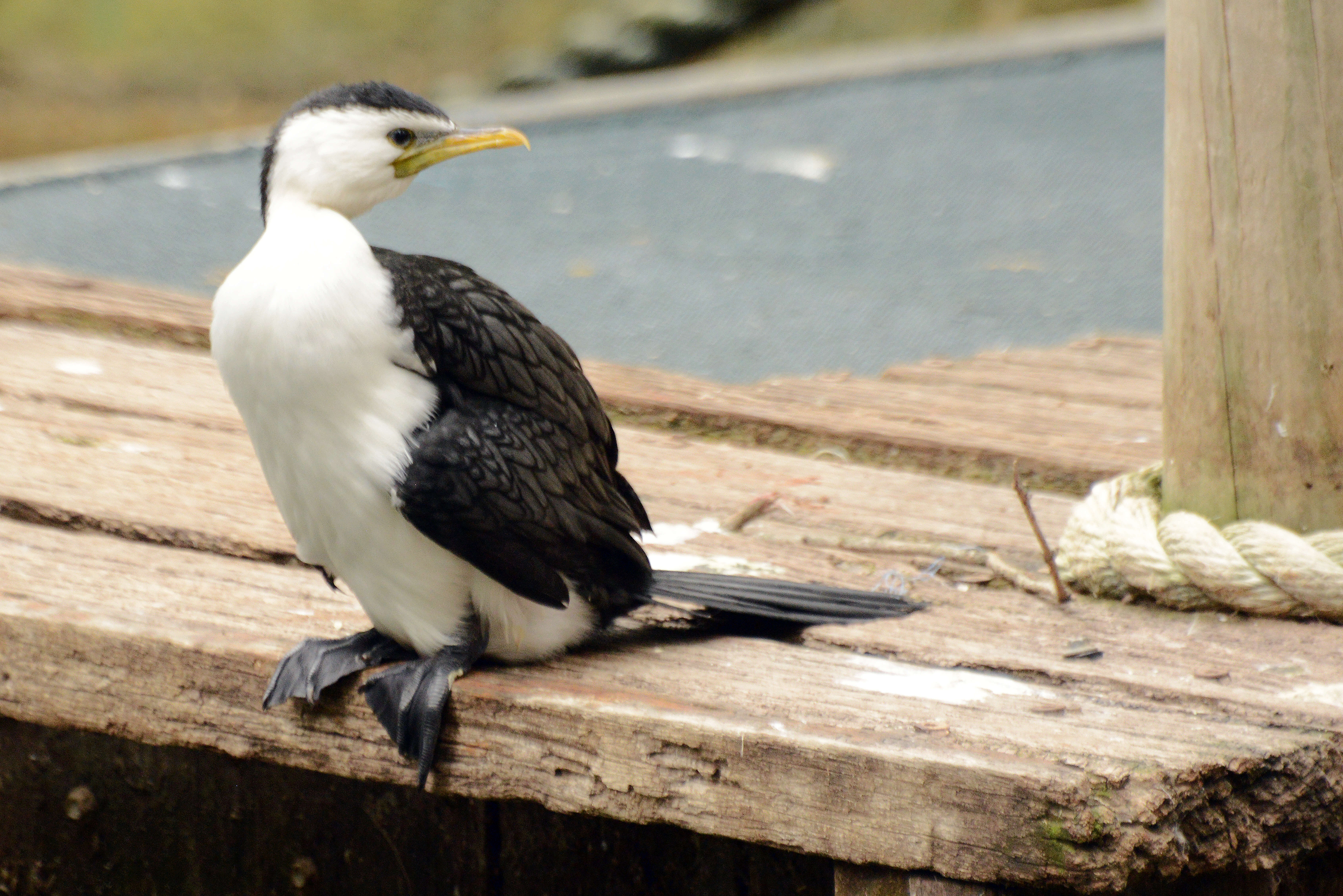 Image of Australian Pied Cormorant