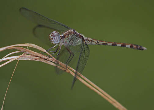 Sivun Erythrodiplax umbrata (Linnaeus 1758) kuva