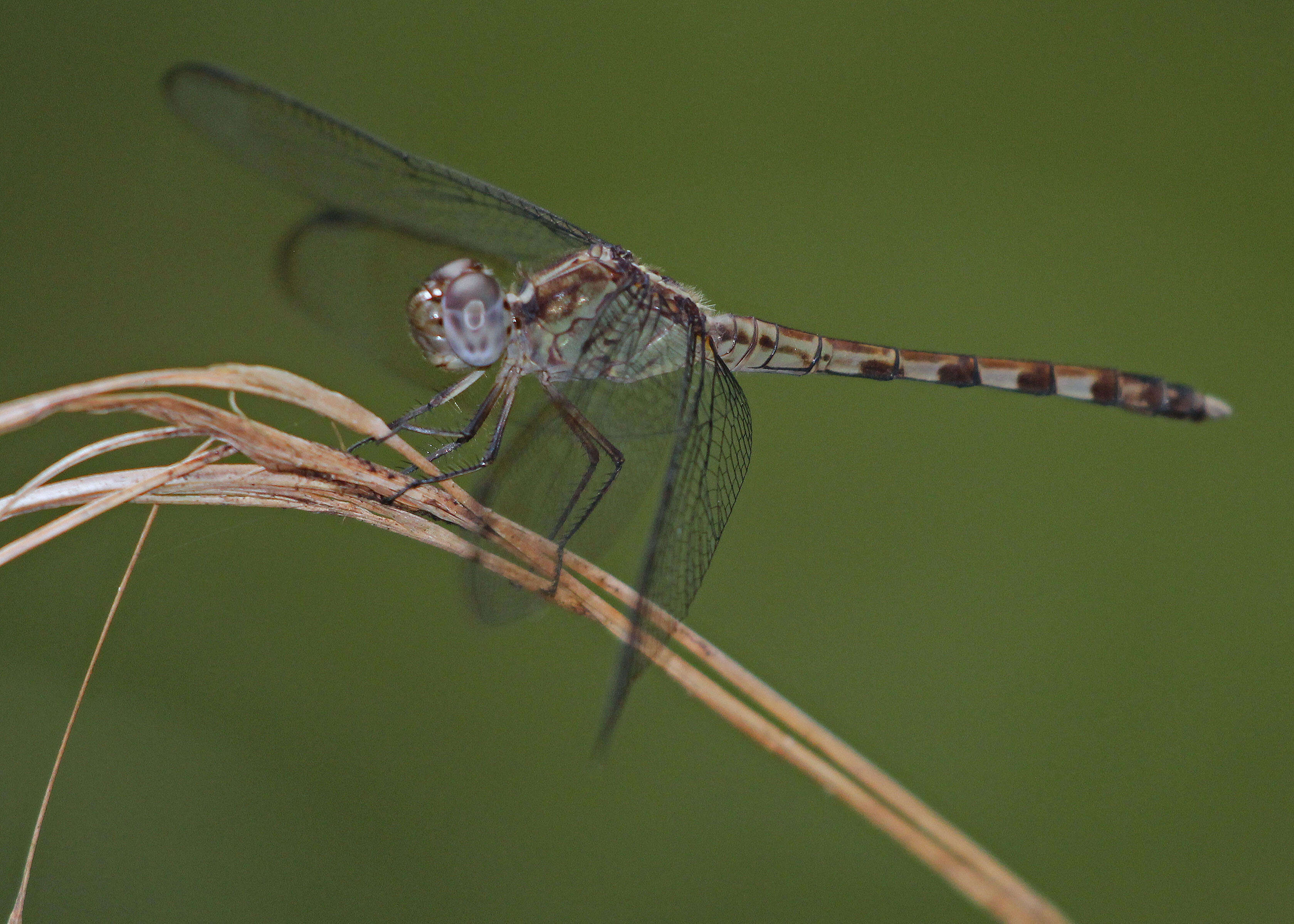 Sivun Erythrodiplax umbrata (Linnaeus 1758) kuva