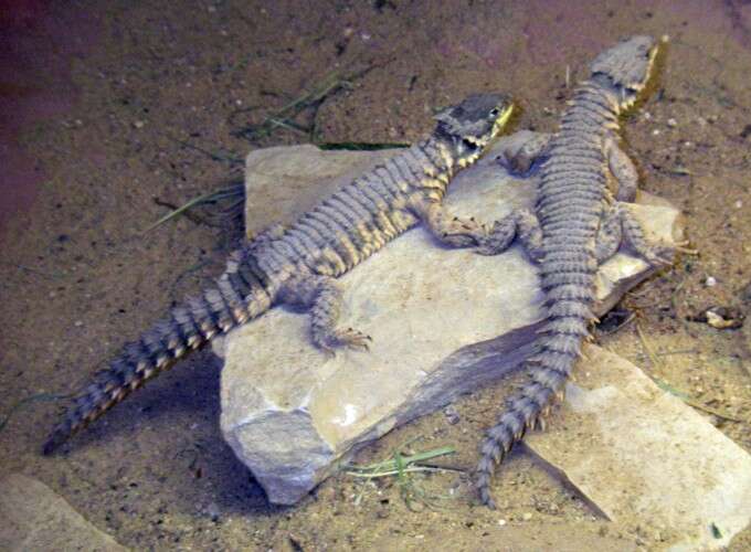 Image of Giant girdled lizard