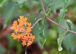 Image of butterfly milkweed