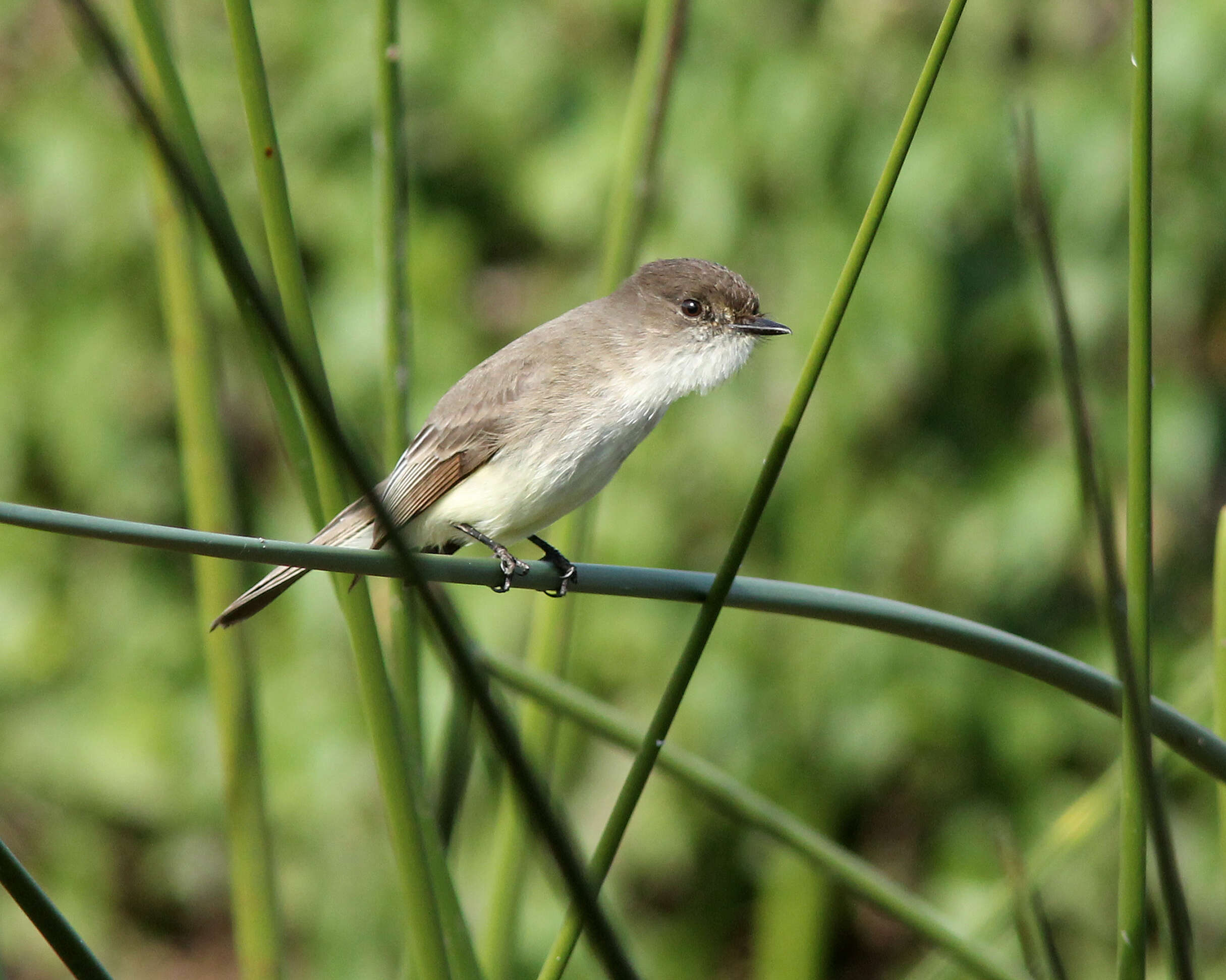 Image of Eastern Phoebe