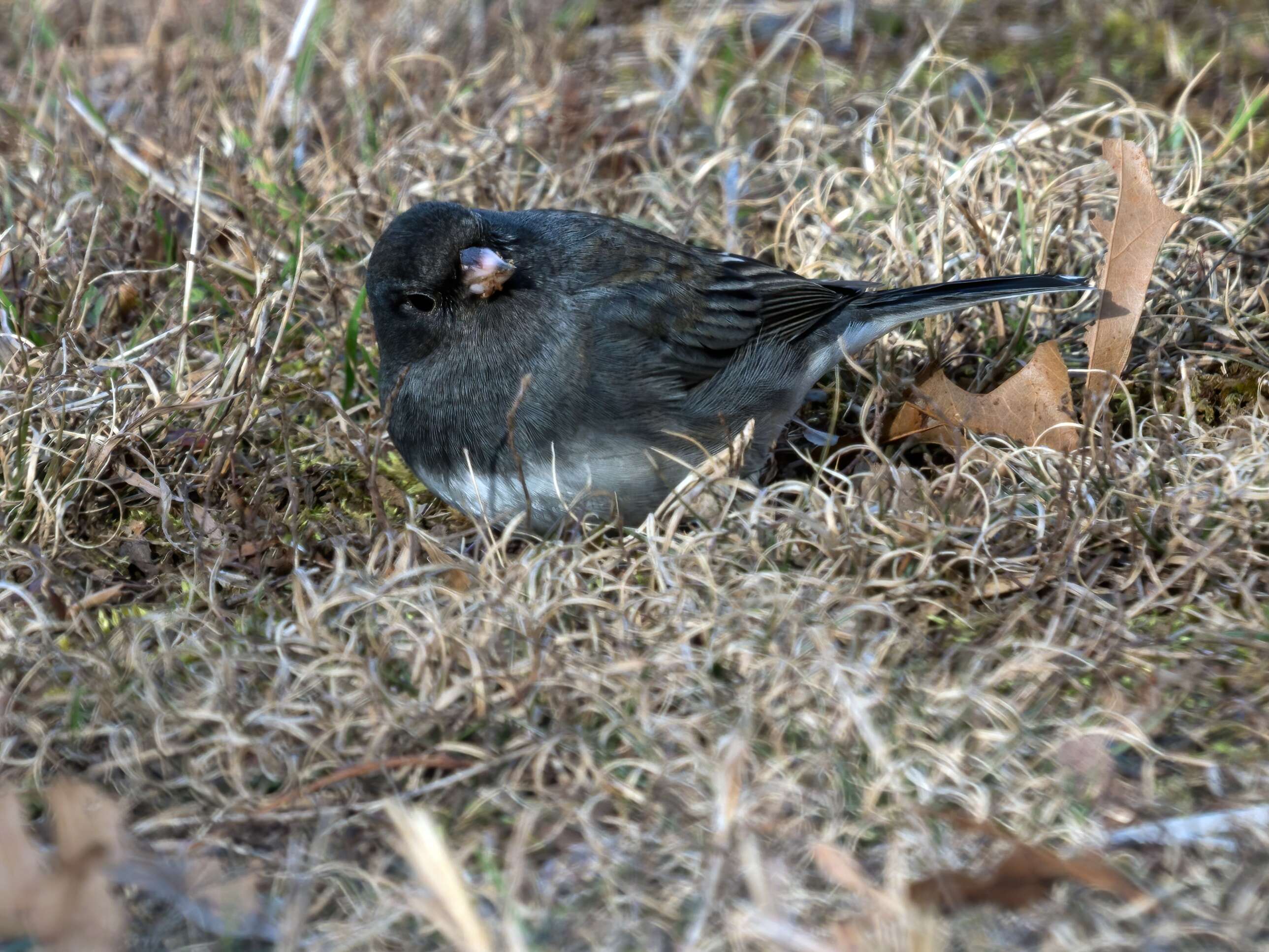 Image of Junco Wagler 1831