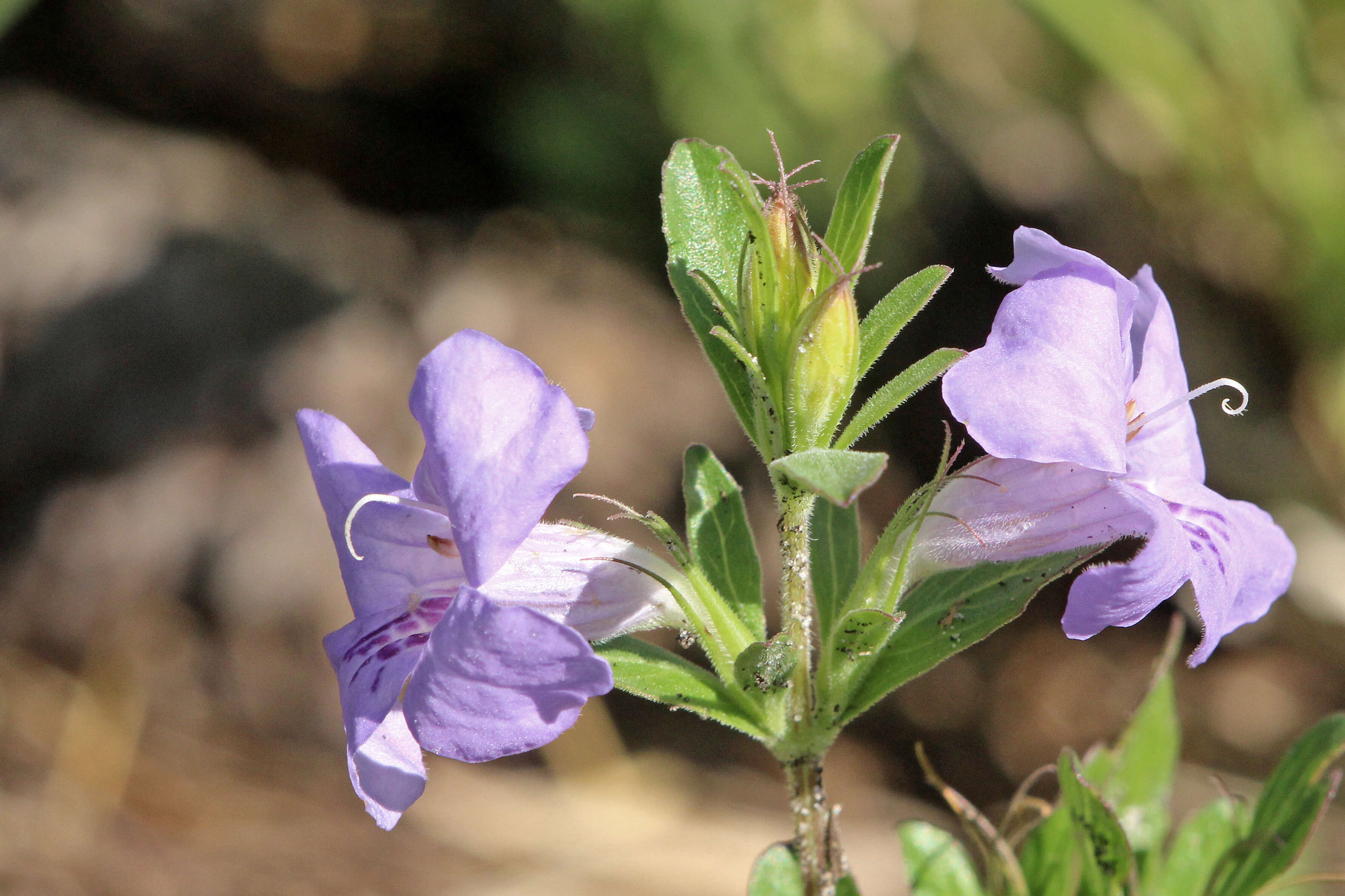 Dyschoriste oblongifolia (Michx.) Kuntze的圖片