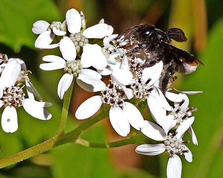 Image of Carpenter-mimic Leaf-cutter Bee