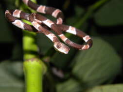 Image of Yucatán Blunthead Snake