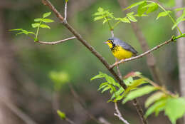 Image of Canada Warbler