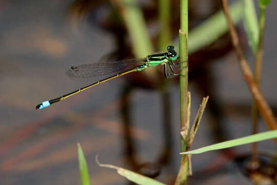 Image of Rambur's Forktail