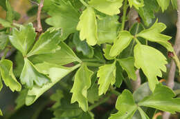 Image de Cissus trifoliata (L.) L.