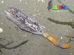 Image of purple sea pen