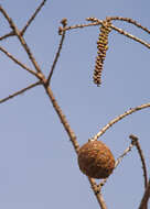 Image of Bald Cypress