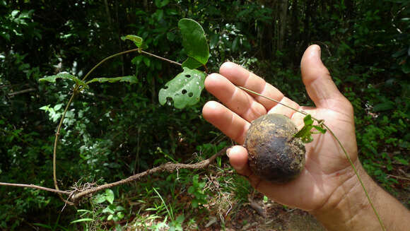 Image of Stigmaphyllon blanchetii C. Anderson