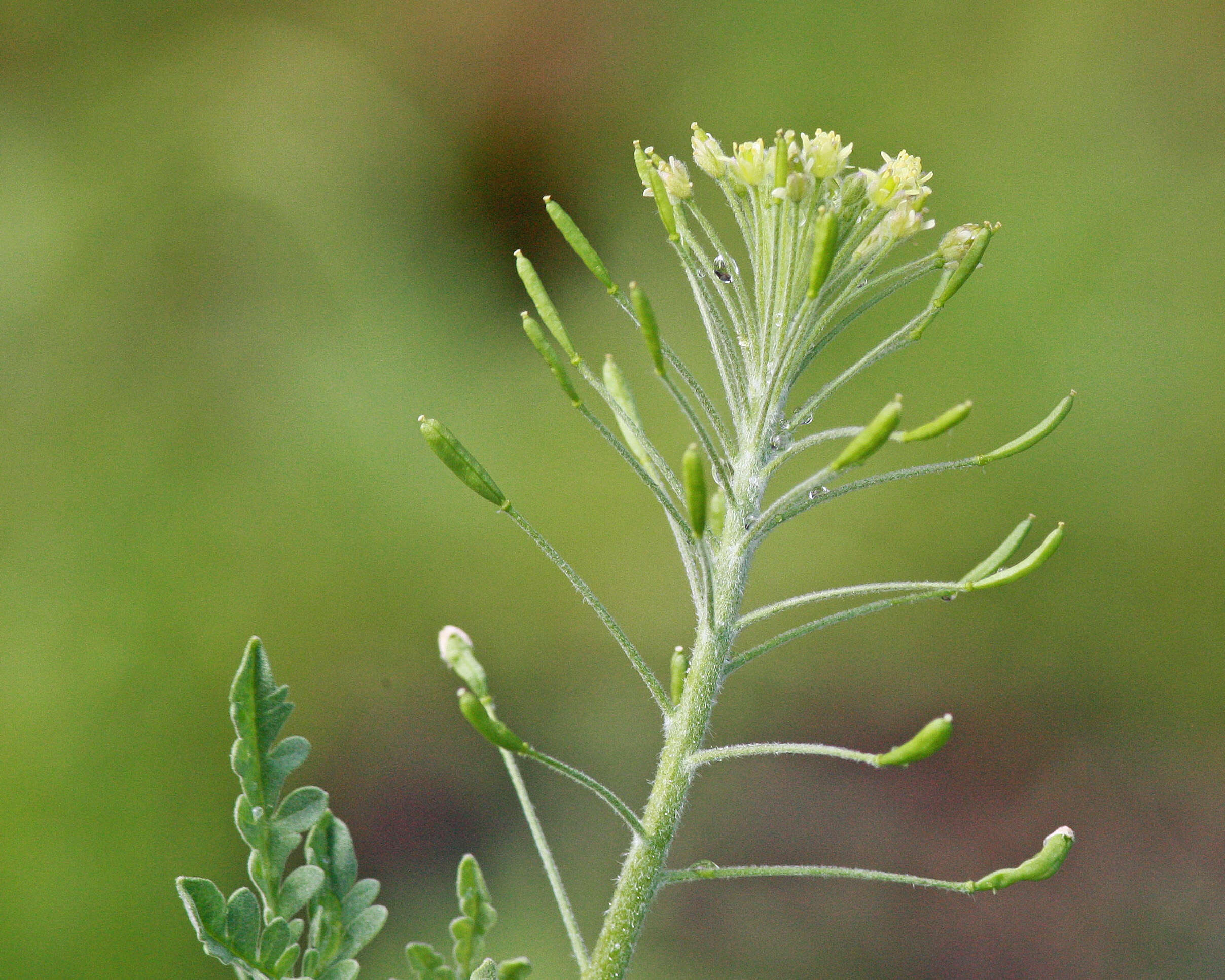 Plancia ëd Descurainia pinnata (Walter) Britton