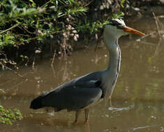 Image of Grey Heron