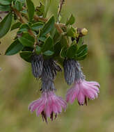 Image of Barnadesia arborea Kunth