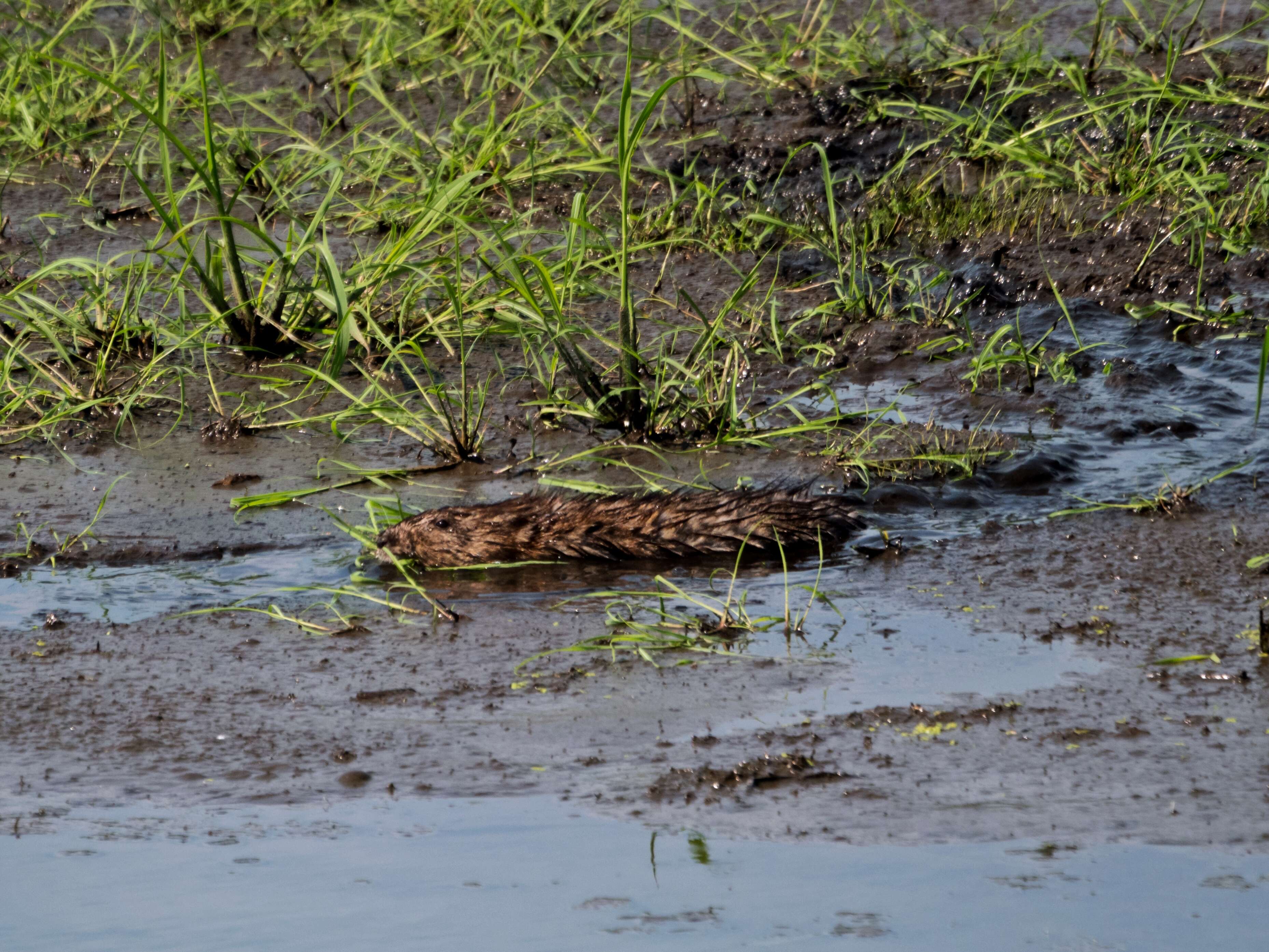 Image of muskrat