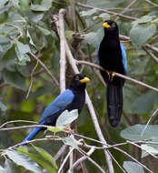 Image of Yucatan Jay