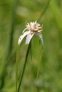 Image of starrush whitetop