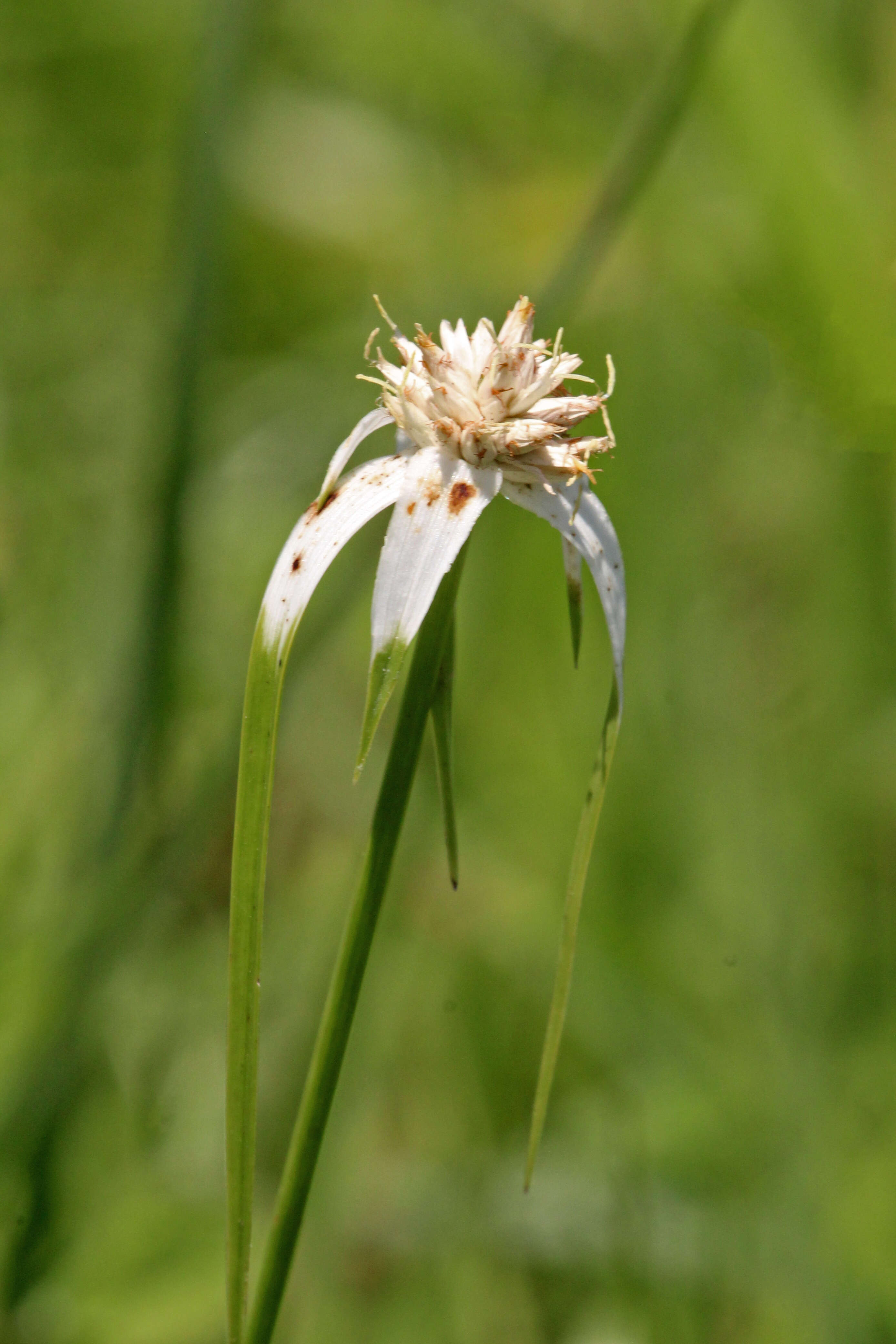 Image of starrush whitetop