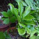 Image of Amorphophallus amygdaloides Hett. & Sizemore