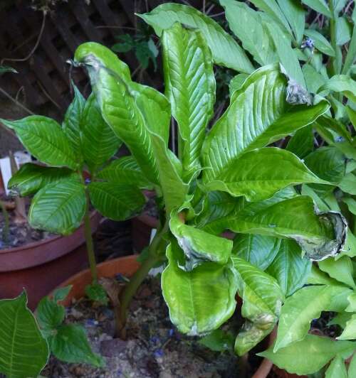 Amorphophallus amygdaloides Hett. & Sizemore resmi