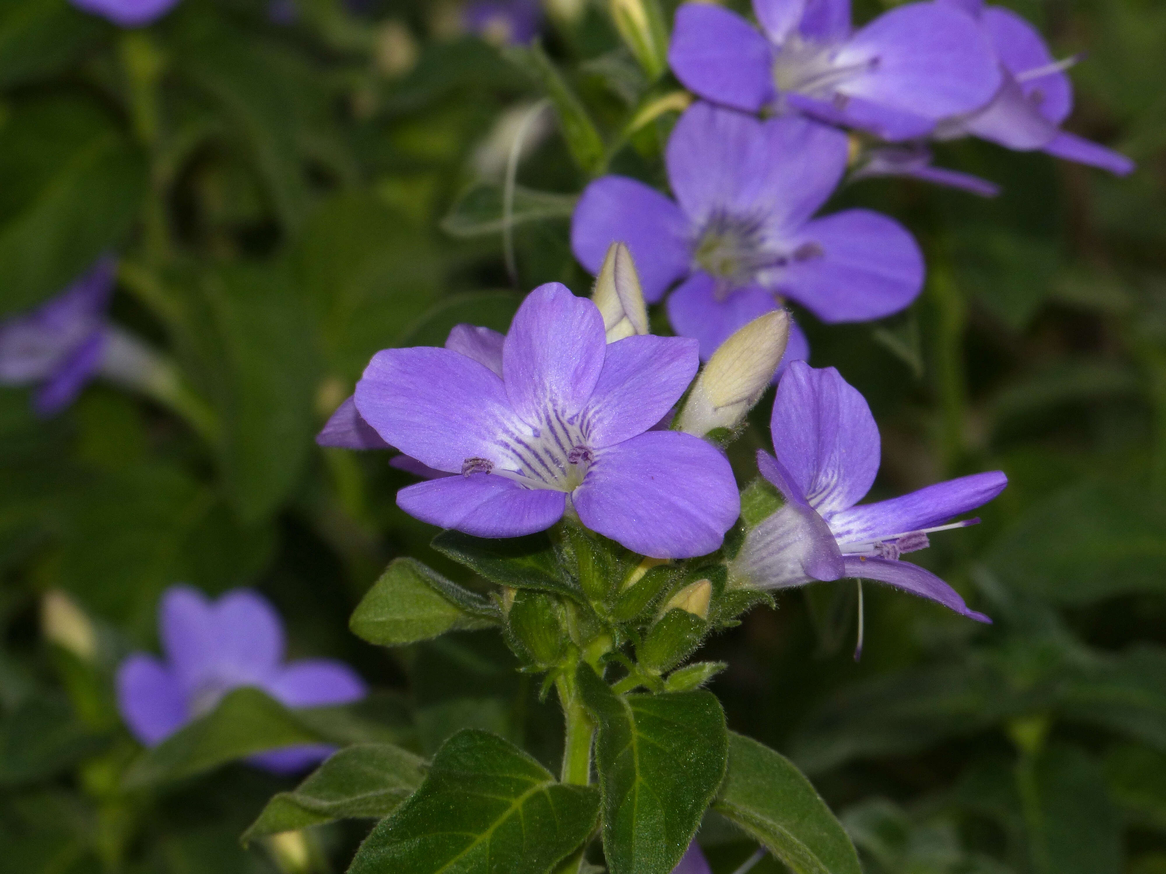 Image of Barleria