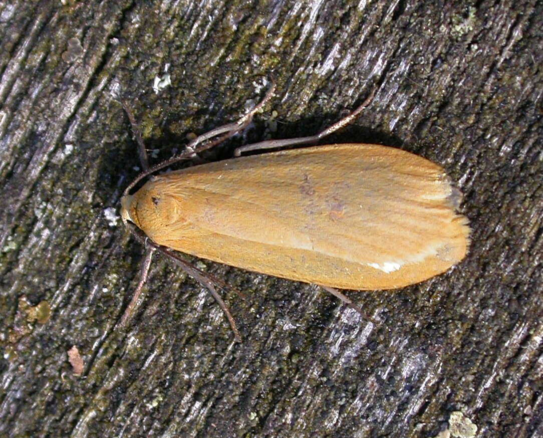 Image of orange footman