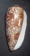 Image of Conus magnificus Reeve 1843