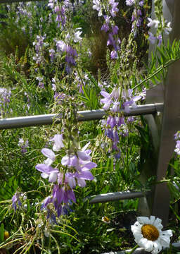 Plancia ëd Galega officinalis L.