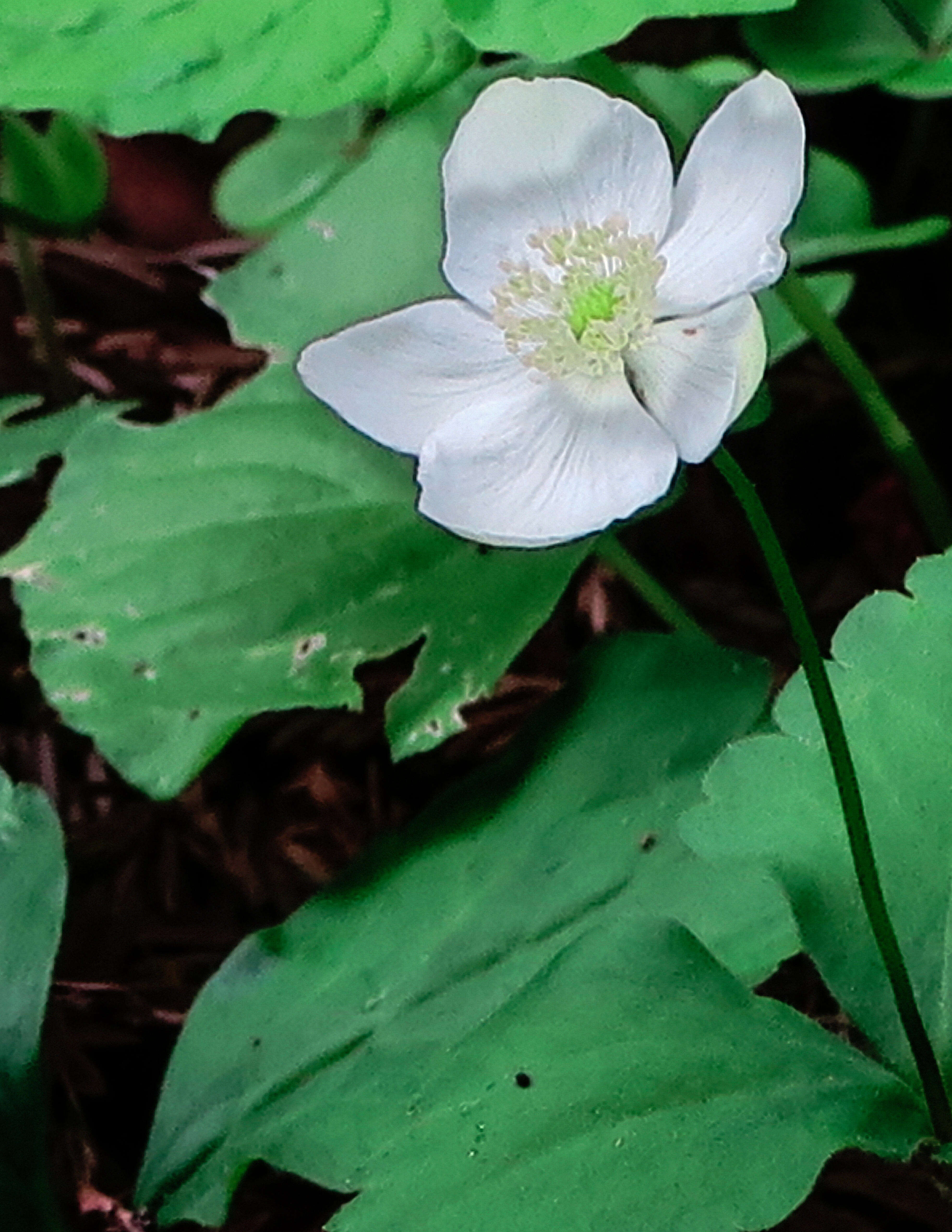 Image of Columbian windflower