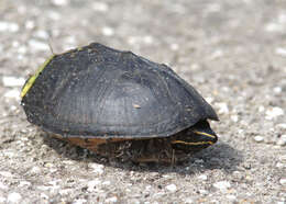 Image of Common Musk Turtle