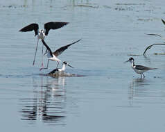 Image of Black-necked Stilt