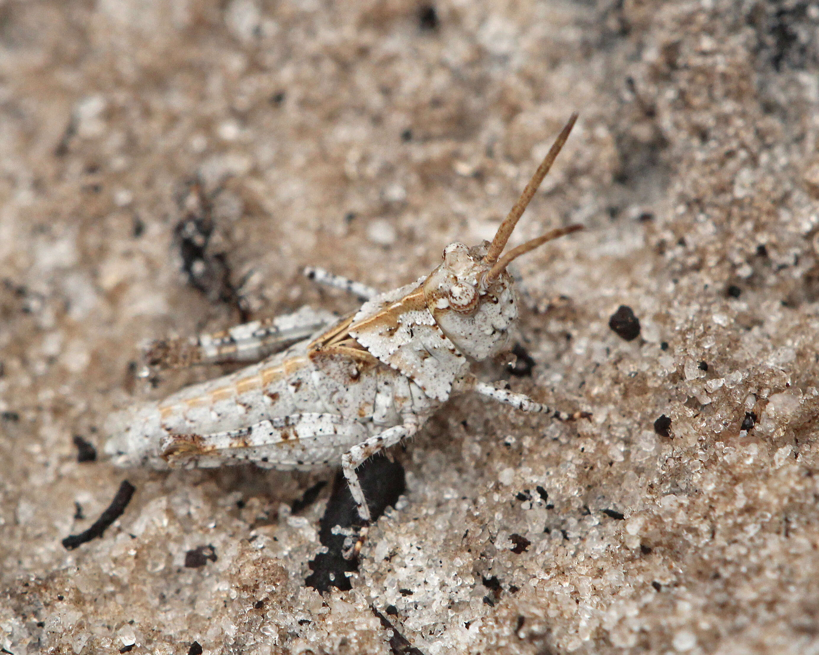 Image of Longhorn Band-wing Grasshopper