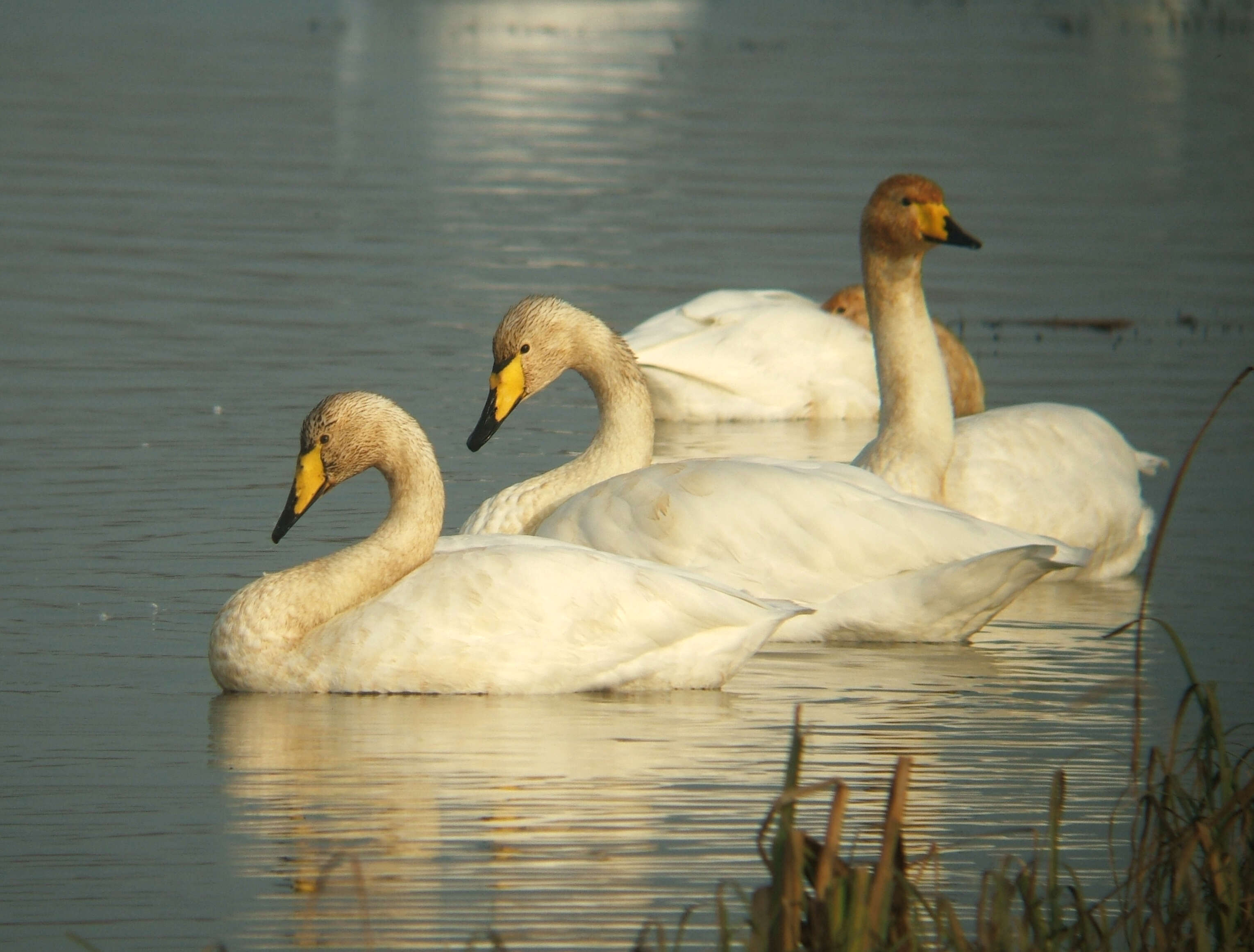 Image de Cygne chanteur