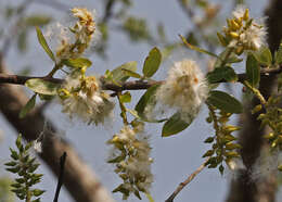 Image of coastal plain willow