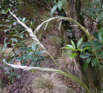 Sivun Calamagrostis intermedia (J. Presl) Steud. kuva