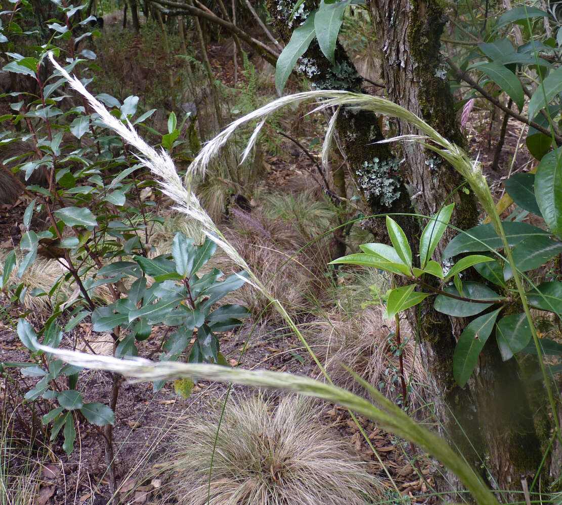 Sivun Calamagrostis intermedia (J. Presl) Steud. kuva