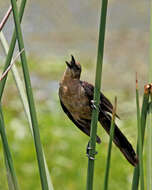 Image of Boat-tailed Grackle