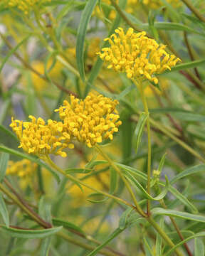 Image of narrowleaf yellowtops