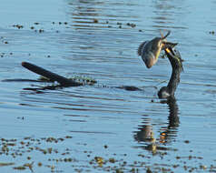 Image de Anhinga d'Amérique