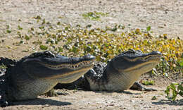 Image of American alligator