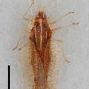 Image of Haedus cinghalensis Péricart 1990